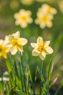 daffodils flowers growing in the garden