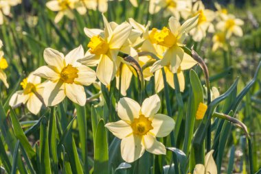 daffodils flowers growing in the garden
