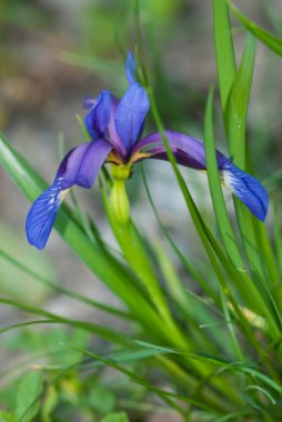 mavi iris çiçek yakın