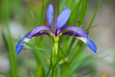 mavi iris çiçek yakın