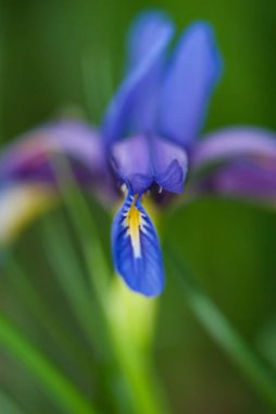 mavi iris çiçek yakın