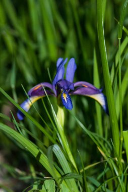 mavi iris çiçek yakın