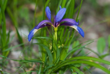 mavi iris çiçek yakın