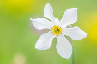 daffodil flower growing in the garden 
