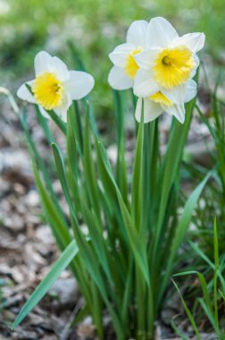 daffodils flowers growing in the garden