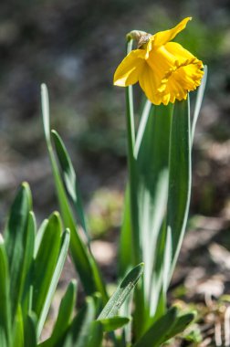 daffodil flower growing in the garden 
