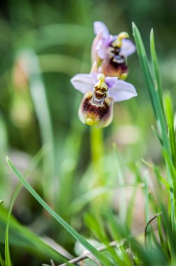  orchids from the alliance Orchis in the subtribe Orchidinae. Oprus 