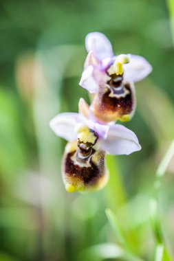  orchids from the alliance Orchis in the subtribe Orchidinae. Oprus 