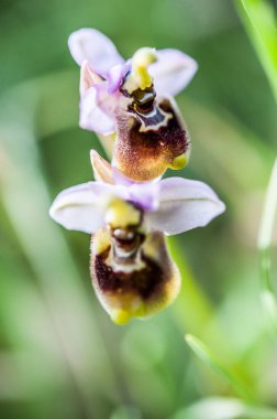  orchids from the alliance Orchis in the subtribe Orchidinae. Oprus 