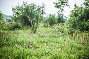 Çayırda yetişen güzel çiçekler 