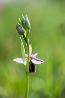  orchid from the alliance Orchis in the subtribe Orchidinae. Oprus 