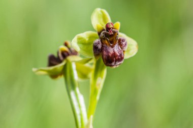  orchid from the alliance Orchis in the subtribe Orchidinae. Oprus 