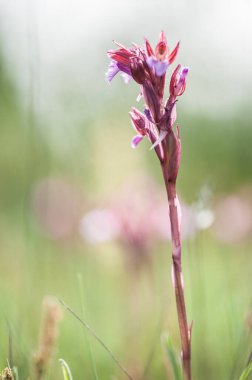 close up of  beautiful flower growing on lawn 