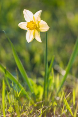 daffodil flower growing in the garden 