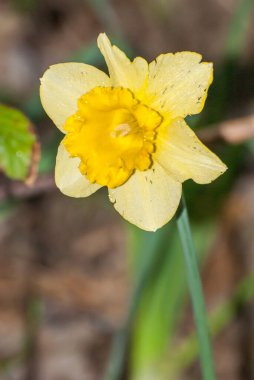 daffodil flower growing in the garden 