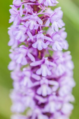 Dactylorhiza is a genus of flowering plants in the orchid family Orchidaceae