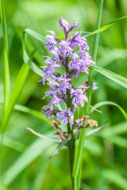Dactylorhiza is a genus of flowering plants in the orchid family Orchidaceae