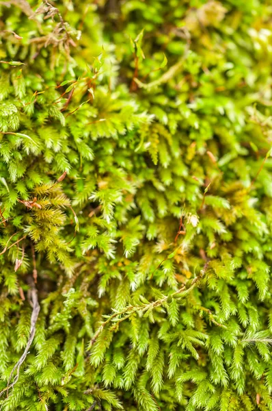 close up of the trunk with  moss