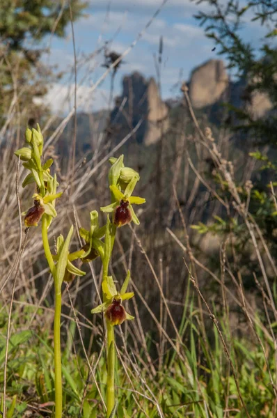 Genus Ophrys Large Group Orchids Alliance Orchis Subtribe Orchidinae —  Fotos de Stock