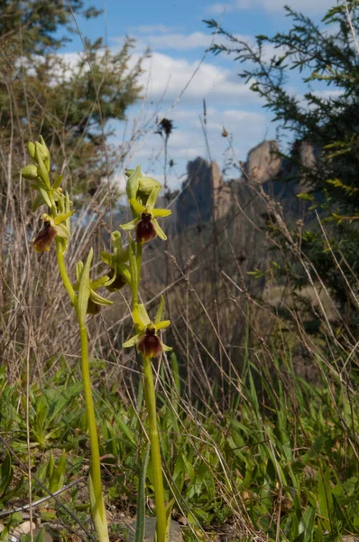 Genus Ophrys Large Group Orchids Alliance Orchis Subtribe Orchidinae — 스톡 사진