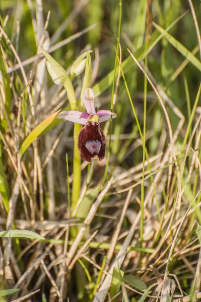 Orchid Alliance Orchis Subtribe Orchidinae Oprus —  Fotos de Stock