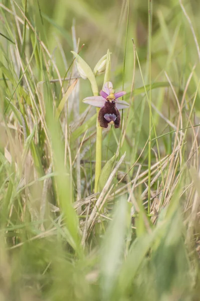  orchid from the alliance Orchis in the subtribe Orchidinae. Oprus 
