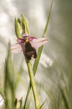  orchid from the alliance Orchis in the subtribe Orchidinae. Oprus 