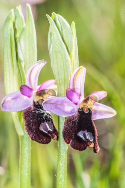 Ophrys, Orchidinae kabilesindeki Orchis ittifakından gelen büyük bir orkide grubudur.