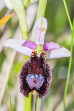 orchid from the alliance Orchis in the subtribe Orchidinae. Oprus 