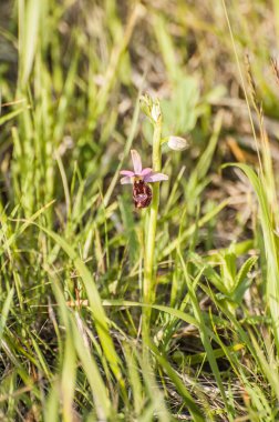 Ophrys, Orchidinae kabilesindeki Orchis ittifakından gelen büyük bir orkide grubudur.