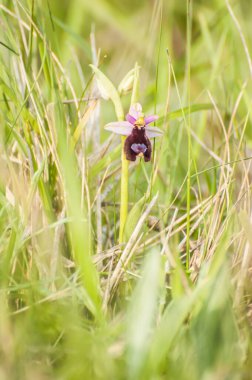  orchid from the alliance Orchis in the subtribe Orchidinae. Oprus 