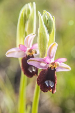 Ophrys, Orchidinae kabilesindeki Orchis ittifakından gelen büyük bir orkide grubudur.