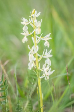 Platanthera nivea, commonly known as Snowy Orchid 