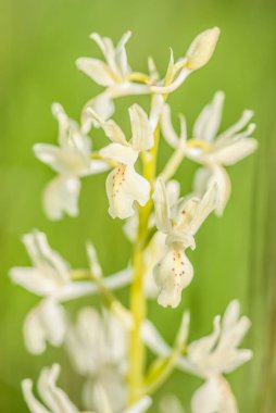 Platanthera nivea, commonly known as Snowy Orchid 