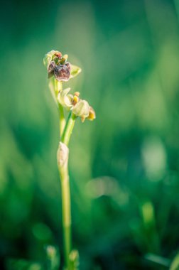  orchid from the alliance Orchis in the subtribe Orchidinae. Oprus 