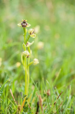  orchid from the alliance Orchis in the subtribe Orchidinae. Oprus 