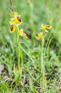 Ophrys, Orchidinae kabilesindeki Orchis ittifakından gelen büyük bir orkide grubudur.