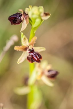  orchid from the alliance Orchis in the subtribe Orchidinae. Oprus 