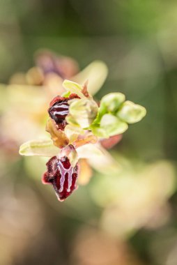 Ophrys, Orchidinae kabilesindeki Orchis ittifakından gelen büyük bir orkide grubudur.