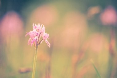 Orchis italica  flowering plant, close up