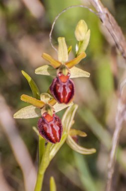  orchid from the alliance Orchis in the subtribe Orchidinae. Oprus 