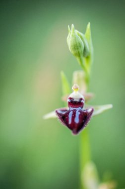  orchid from the alliance Orchis in the subtribe Orchidinae. Oprus 