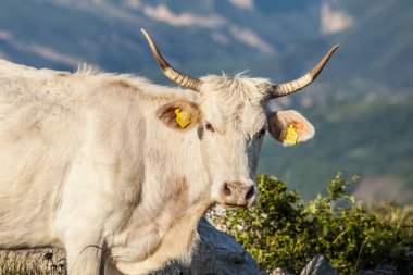 İnek yeşil çimlerin üzerinde 