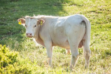cow   on meadow , animal
