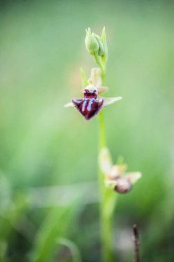 Ophrys, Orchidinae kabilesindeki Orchis ittifakından gelen büyük bir orkide grubudur.