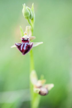 Ophrys, Orchidinae kabilesindeki Orchis ittifakından gelen büyük bir orkide grubudur.