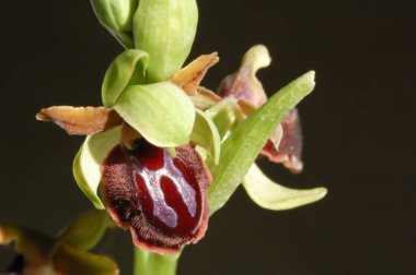 Ophrys, Orchidinae kabilesindeki Orchis ittifakından gelen büyük bir orkide grubudur.