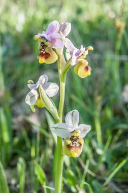 Ophrys scolopax, woodcock bee-orchid ya da woodcock orkidesi olarak bilinir.