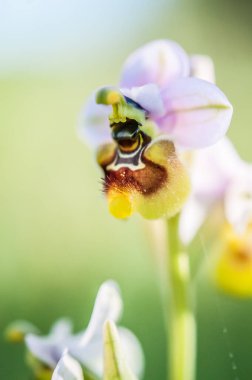Ophrys scolopax, woodcock bee-orchid ya da woodcock orkidesi olarak bilinir.