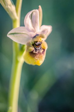 Ophrys scolopax, woodcock bee-orchid ya da woodcock orkidesi olarak bilinir.